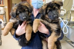 received_1583424915363668-2